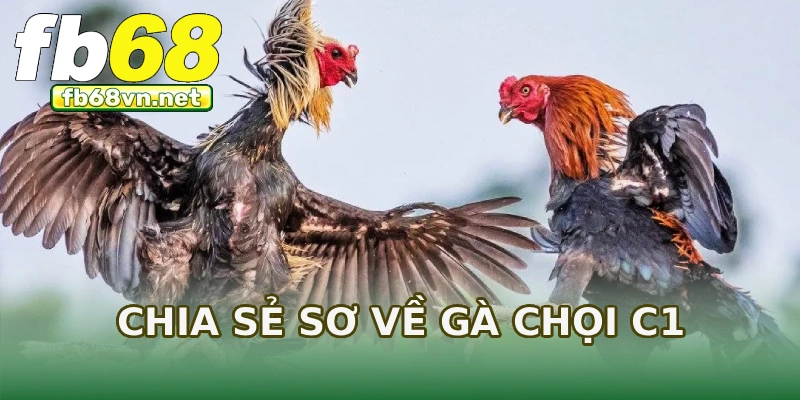 Chia sẻ sơ về gà chọi C1