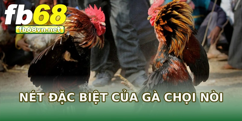 Nét đặc biệt của gà chọi nòi