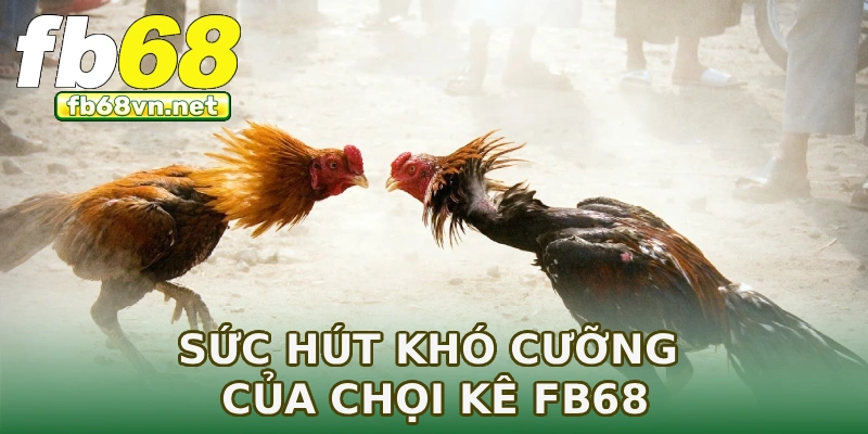 Sức hút khó cưỡng của chọi kê FB68